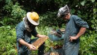 Inside Niue Honey: How the island is building a Pacific bee sanctuary
