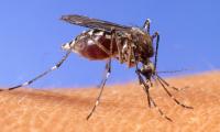 Denver reports 1st human West Nile Virus case this year, reminding metro area still at risk