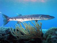 Residents complain of ciguatera fish poisoning