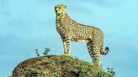 Namibian Cheetah Elton Dies At Kuno, India’s Cheetah Count Drops To 55