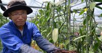 Kyushu Electric Power innovator tackles tricky vanilla cultivation in Japan