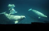 A third beluga whale rescued from Canada has died at Shedd; a fourth died last week in Spain