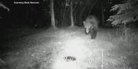 Bears have broken into vehicles, destroyed garage doors and even tried to enter a home in Anchorage