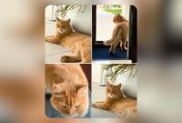 Qatari family offers BD10,300 reward for missing cat