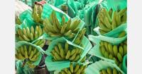 The Colombian peso's appreciation pushes the country's banana sector below its break-even point