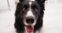 New Research Suggests Dogs Understand Our Emotions and Love Seeing Us Smile