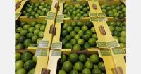 European lime arrivals fall to a fifth of usual levels