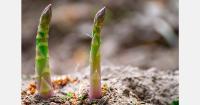 El Niño disrupts UK avocado and asparagus supplies