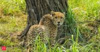 Gaurav, 10-year-old Namibian cheetah, dies at Kuno National Park: Rescued from the wild after showing weakness, muscle wasting and dehydration