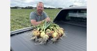 “Large onions widely available in Poland and Germany”