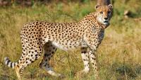 Why a female cheetah was moved to Gandhi Sagar Sanctuary from Kuno