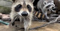 'Little bit of a head start': Raccoon boot camp in Mississippi teaches abandoned kits survival skills
