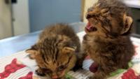 Missouri rescuers pull 62 cats from 2 hoarding homes, including under a truck hood