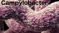 Swedish analysis reveals scale of unreported foodborne infections