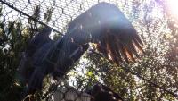 Idaho's role in condor conservation, releasing new young into the wild