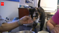 In 2012, Holly the Florida house cat fled after fireworks, survived a 190-mile journey and was reunited with her owners 62 days later