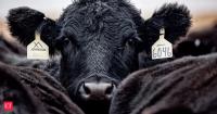 US farmers to get $26.5 million in new grants as USDA backs beef producers and rural businesses across America