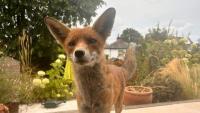 ‘A fox came into my bedroom’: The neighbours divided over feeding urban animals