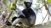 Lemur Uses Opera Singer’s Trick To Belt Out Forest Songs