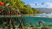 Indonesia replanted mangroves on Flores in 2013; 10 years later, restored forests supported 10 fauna species and stored up to 70 Mg CO2 per hectare