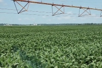 Inside an Indiana soybean farm: How important is the Chinese market?