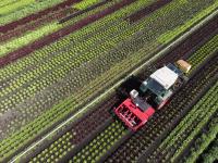 How a handful of big agriculture companies have taken over food production