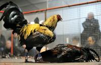 Filipinos in France flagged over cockfighting, illegal gambling