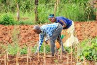 Africa needs at least $80 billion to adapt agriculture to climate change