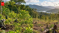 Costa Rica planted forests that held 6.5 times more biomass 20 years later