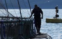 Aquaculture service provider STIM acquiring OCEVA, splitting operations