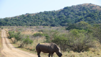 Smart technology strengthens rhino protection at South Africa's historic reserve