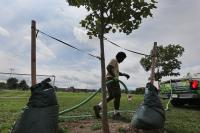 Boston is trying to plant more trees. Residents keep cutting them down.