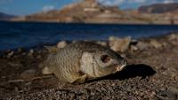 Scientists link fossil fuel producers to the West’s worsening water shortages