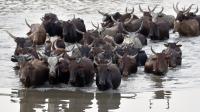 Cross-border transhumance in central Africa: overcoming armed violence and criminal exploitation