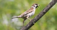 Press release: Italy’s Messina Strait Bridge would kill tens of thousands of migratory birds, warns BirdLife