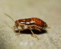 Two Michigan Cities Rank Among America’s 10 Worst for Bed Bugs