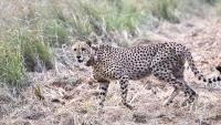 Namibian cheetah dies in India