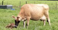 Private vaccine makers enlisted to fight foot-and-mouth disease