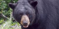 Bear conflicts rising across Connecticut, state warns residents