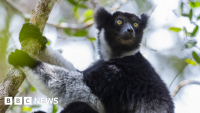 Madagascar's singing lemurs use opera technique, study finds