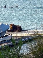 Montana grizzlies still making news