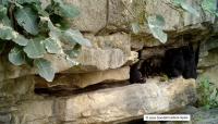 Cameras Capture Adult Chimpanzees Passing Tools—and Know-How—to Their Young, Teaching Important Skills to the Next Generation