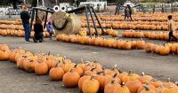 15 of the best pumpkin patches within 1 hour of Seattle