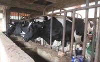 “Fodder conservation, fodder security in this country, feed security in this country is worsening. That's a major gap in the market and in the industry,” he said.