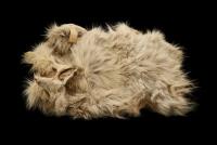 Salish woolly dog pelt returns to B.C.