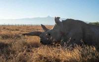 The Last Two: Inside the Fight to Save the Northern White Rhino