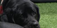 ‘Intuitively knows what I need’: How service dogs are transforming lives in Colorado Springs