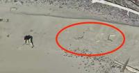 Tourists rescued from Oregon beach after spelling ‘SOS’ with driftwood