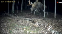 Massive Moose Spotted in New York State Already