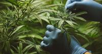 The cannabis industry’s trafficked workforce